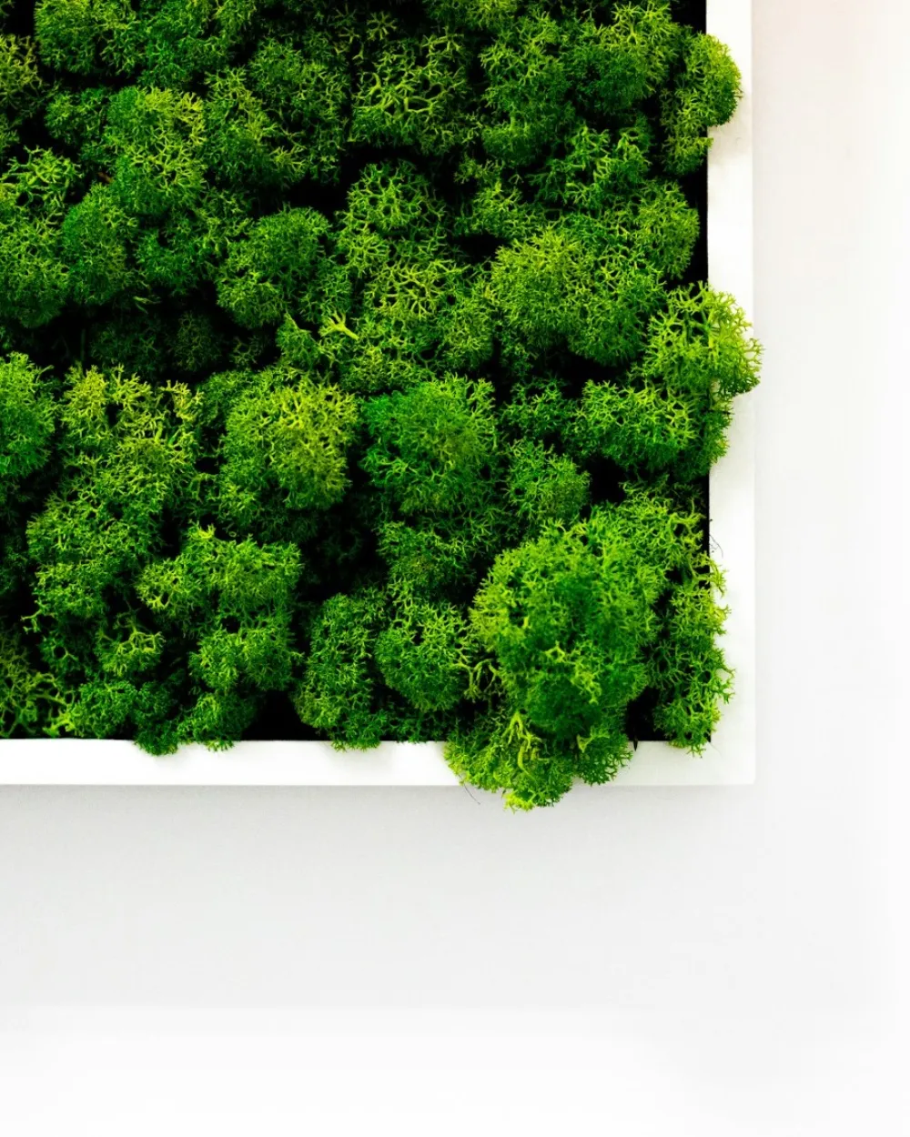 Cuadro vegetal decorativo en pared