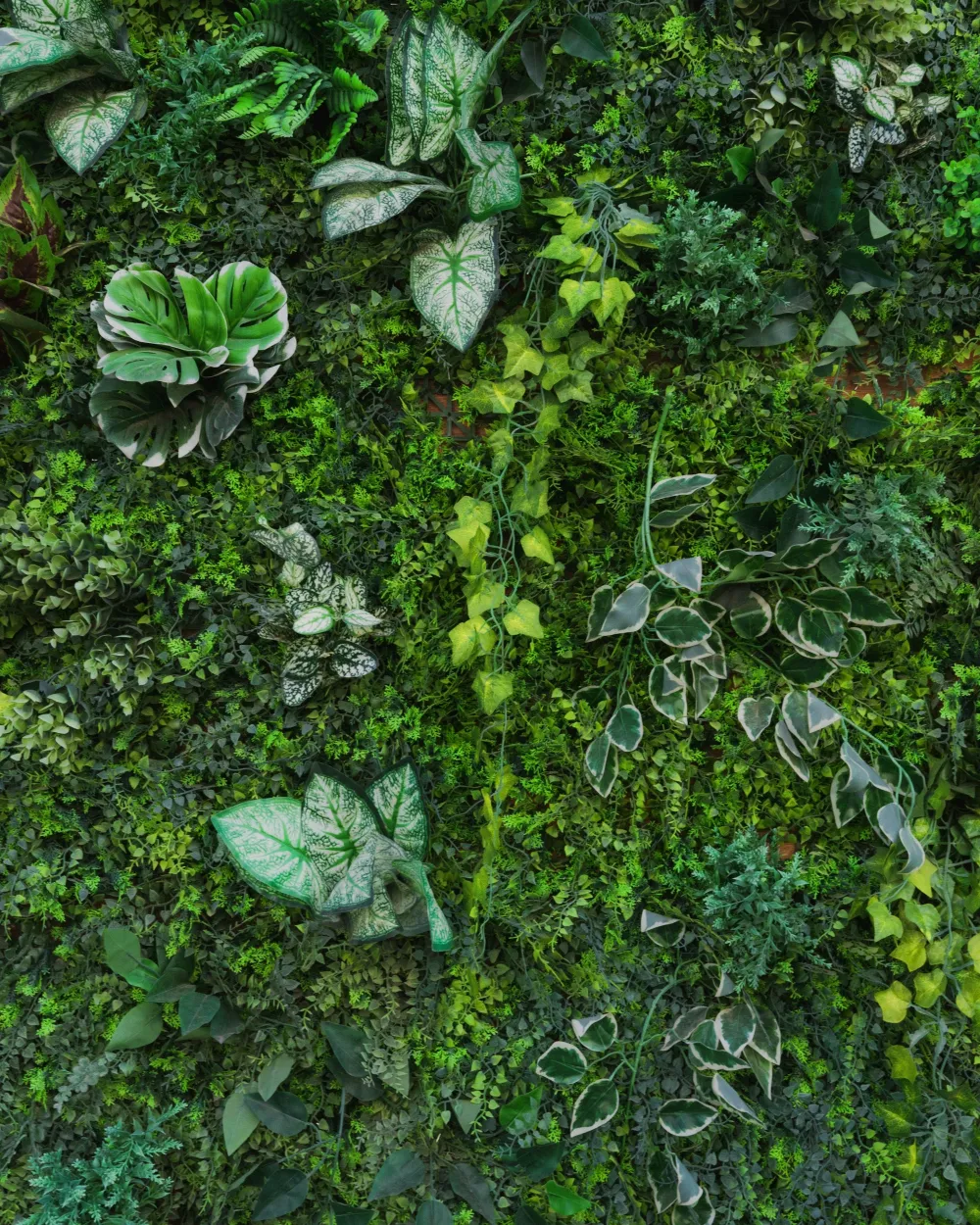 Muro verde de follaje tropical