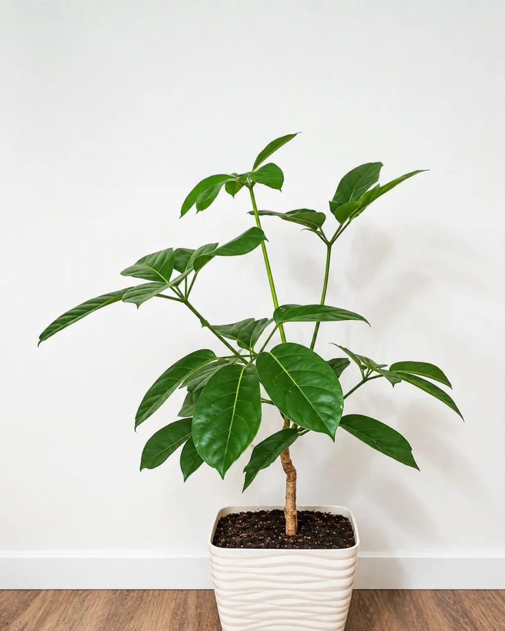 Aralia en maceta blanca